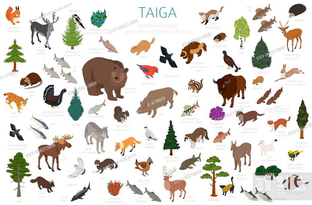 Taiga biome, boreal snow forest 3d isometry design. Terrestrial ecosystem  world map, Stock Vector, Vector And Low Budget Royalty Free Image. Pic.  ESY-056213808 | agefotostock