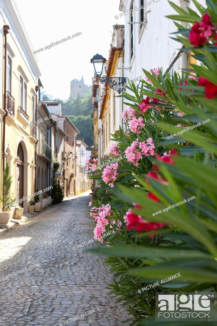 Stock Photo: PRODUCTION - 03 August 2022, Portugal, Tomar: Oleander blooms in front of a house in an alley in the city center, at the end of which on the hill you can see.