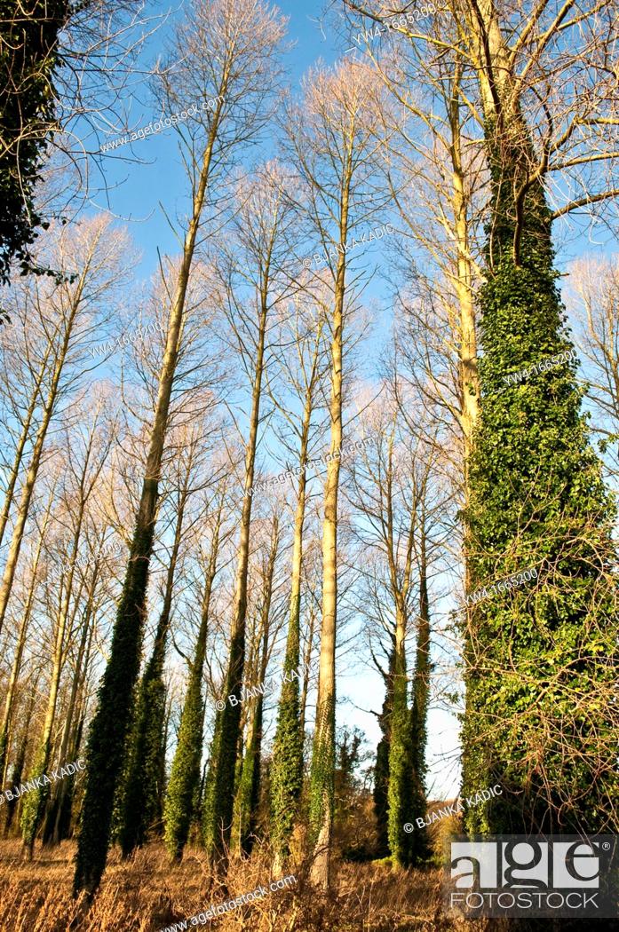 Stock Photo: Poplar trees in winter, Sedgeford, Norfolk, England, UK.