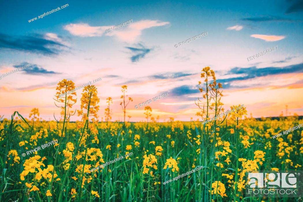 Stock Photo: Sunset Sunrise Sky Over Spring Flowering Canola, Rape, Rapeseed, Oilseed Field Meadow Grass. Close Up Of Blossom Of Canola Yellow Flowers Under Dramatic Dawn.