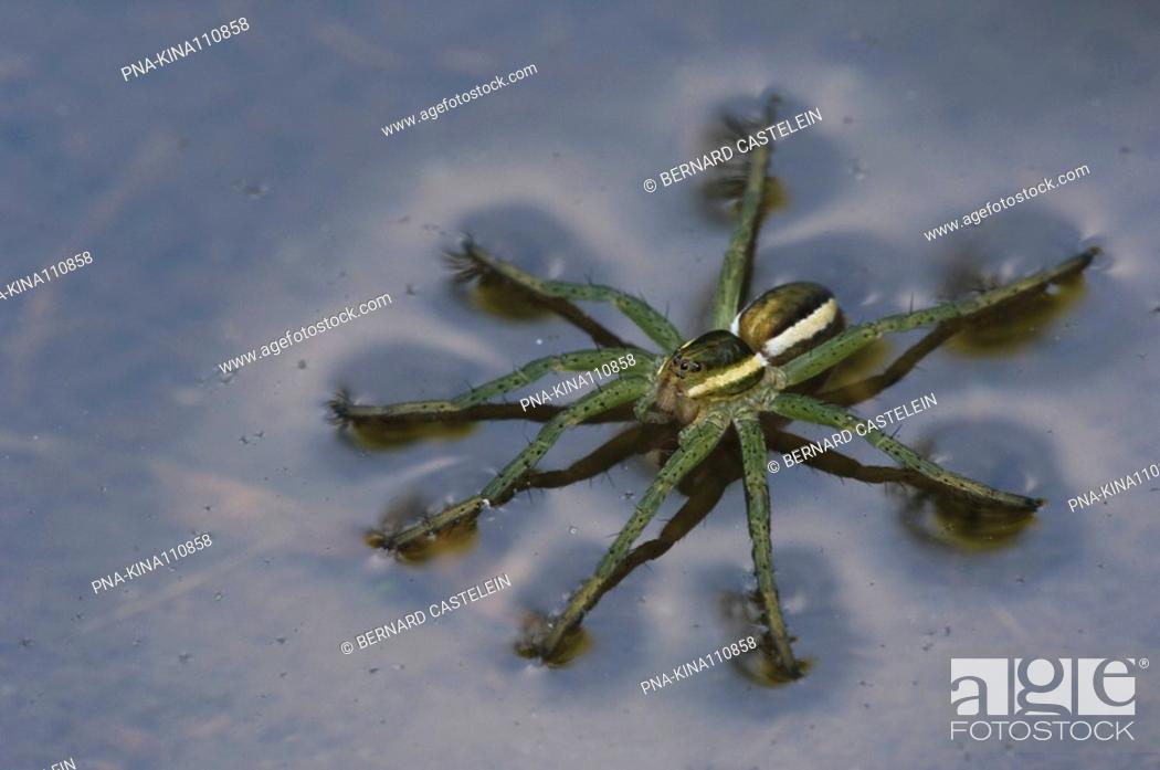 Stock Photo: Raft spider Dolomedes fimbriatus - Wuustwezel, Antwerp, Flanders, Belgium, Europe.