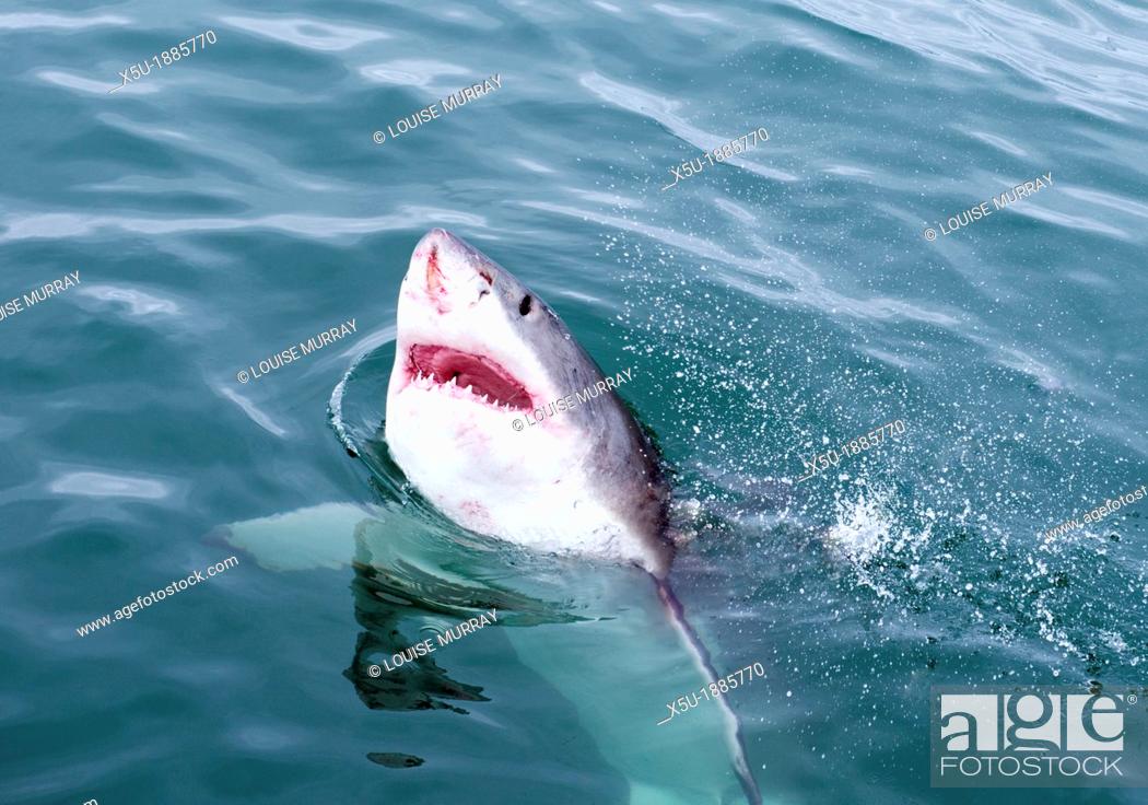 Stock Photo: Marine Dynamics great white shark Carcharodon carcharias diving/ watching tourism boat at Kleinbaai in the Western Cape, South Africa   In order to attract the.