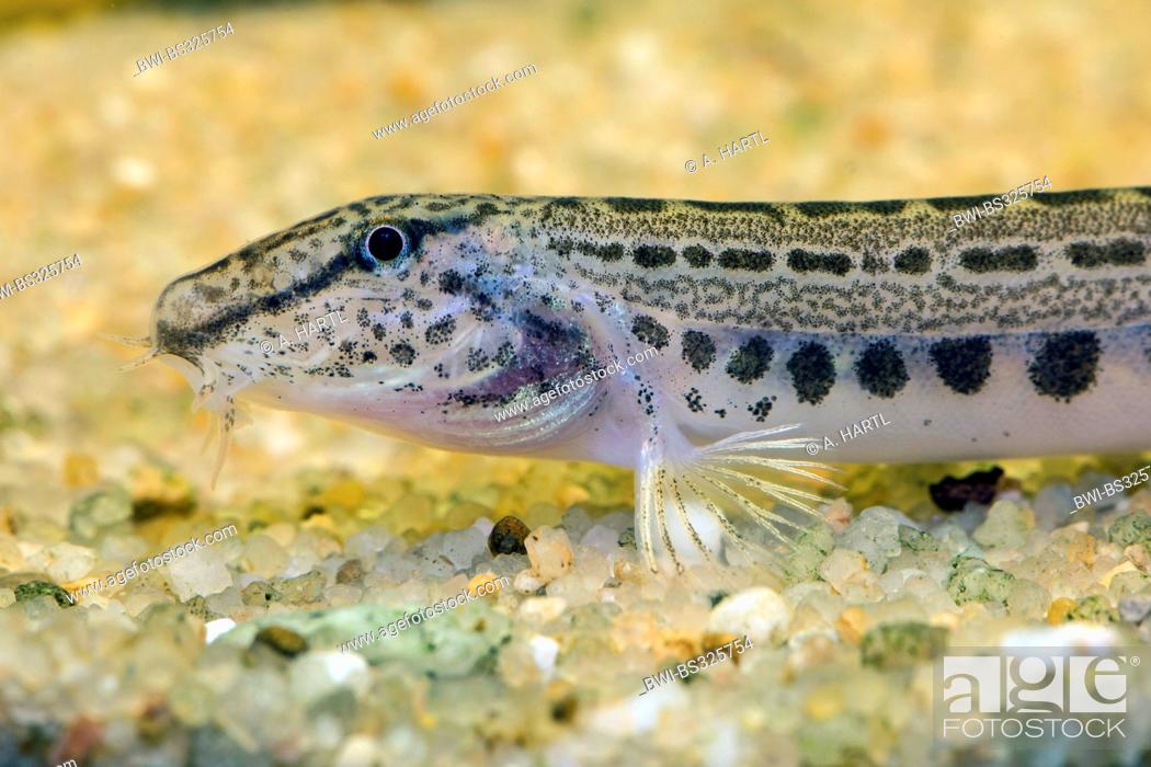 Stock Photo: spined loach, spotted weatherfish (Cobitis taenia), portrait at a gravel ground.