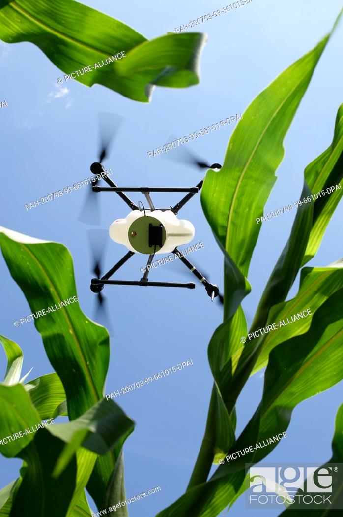 Stock Photo: 03 July 2020, Saxony-Anhalt, Bernburg: A drone flies over an experimental field of the Anhalt University of Applied Sciences.