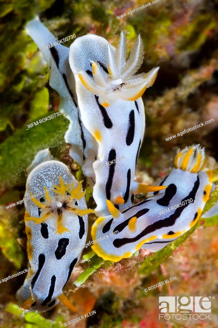 Stock Photo: Mating Nudibranchs, Chromodoris sp., Wakatobi, Celebes, Banda Sea, Indonesia.