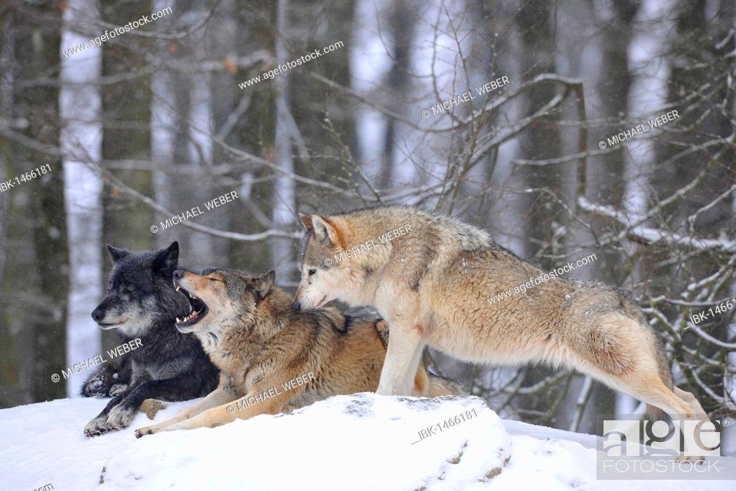 Imagen: Mackenzie Valley Wolf, Alaskan Tundra Wolf or Canadian Timber Wolf (Canis lupus occidentalis), wolves in the snow, with leader of the pack.
