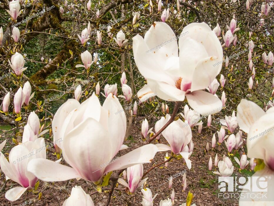 Stock Photo: Saucer magnolia (Magnolia × soulangeana) is a hybrid plant in the genus Magnolia and family Magnoliaceae. It is a deciduous tree with large.