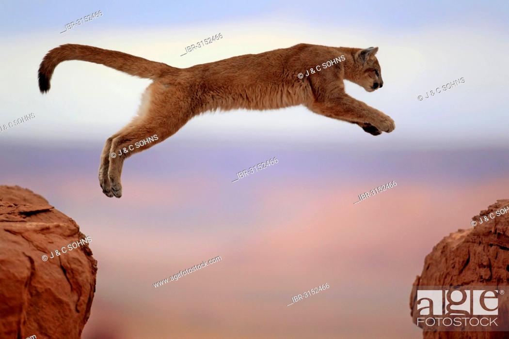 Cougar, Puma or Mountain Lion (Puma concolor), adult, jumping, captive,  Monument Valley, Stock Photo, Picture And Rights Managed Image. Pic.  IBR-3152466 | agefotostock