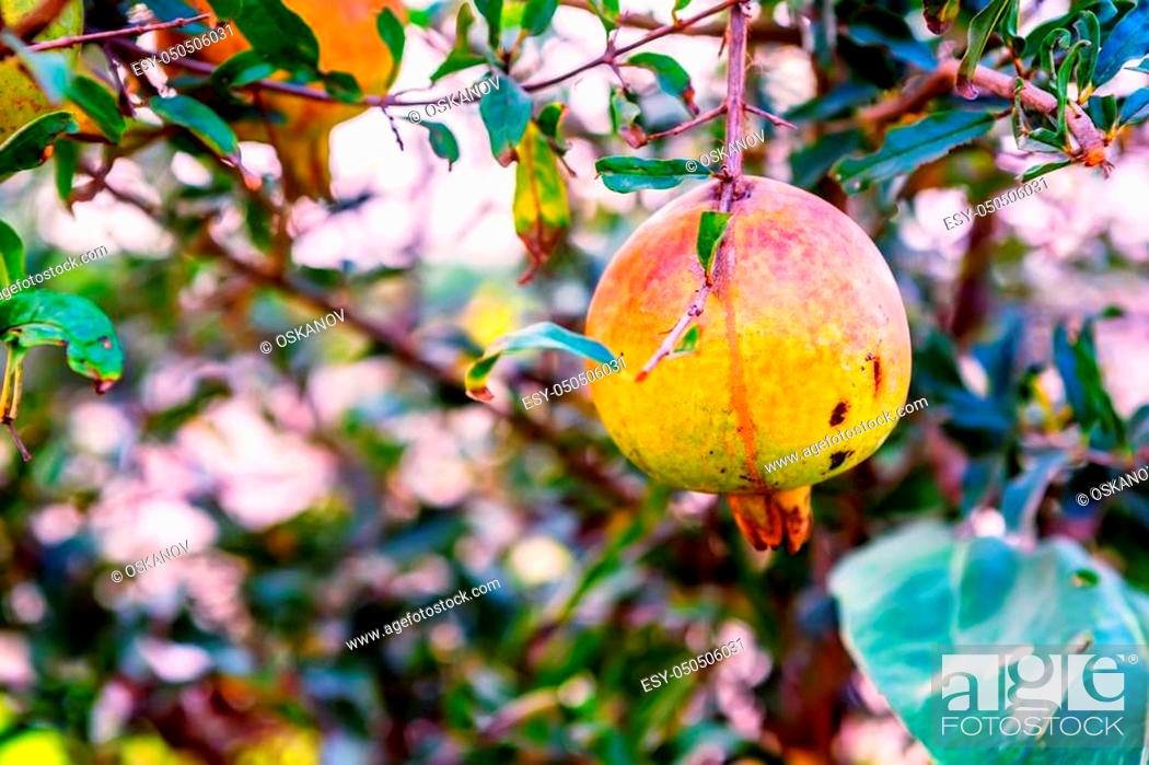 Photo de stock: Close-up of ripe colorful pomegranate fruit on tree branch.
