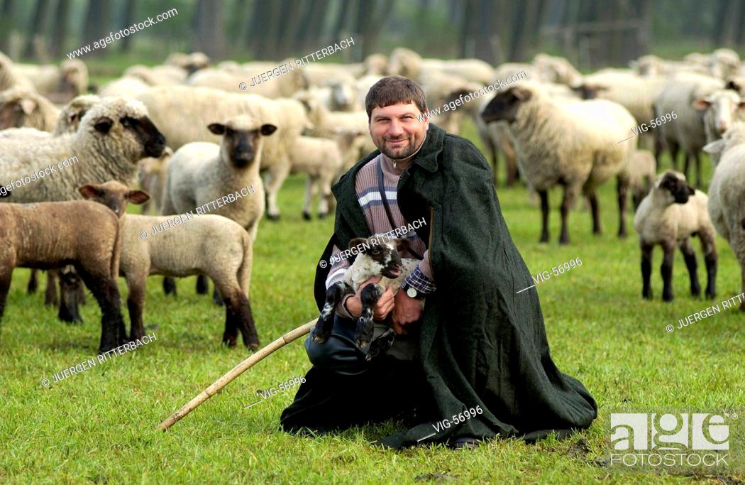 Shepherd lamb Lamb Shepherd’s