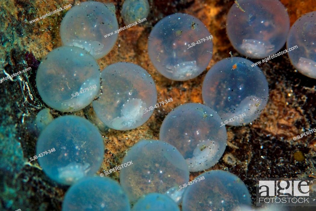 Stock Photo: Flamboyant Cuttlefish Eggs.