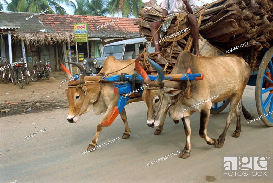 Bullock carts are still the main means of transport for locals, Tamil Nadu  state, India, Asia, Stock Photo, Picture And Rights Managed Image. Pic.  RHA-641-3157 | agefotostock