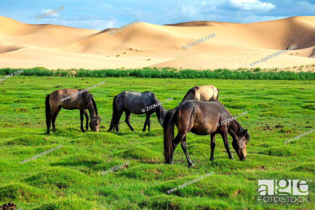 Stock Photo: Horses eating grass in front of sand dunes nature landscape, Gobi Desert, Mongolia.