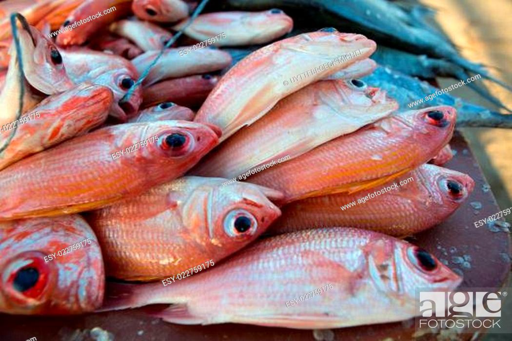 Stock Photo: Fresh fishes at the fish market on the beach.