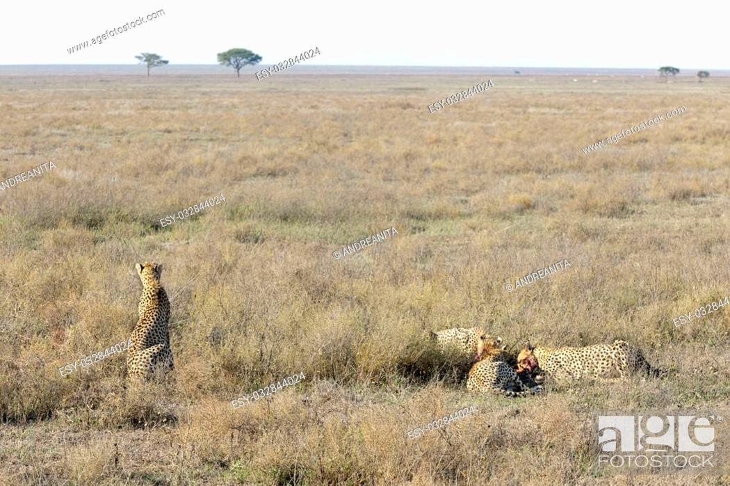 Stock Photo: Female Cheetah (Acinonyx jubatus) surveying the plain for danger while her three cubs feed on a gazelle, Serengeti national park, Tanzania.