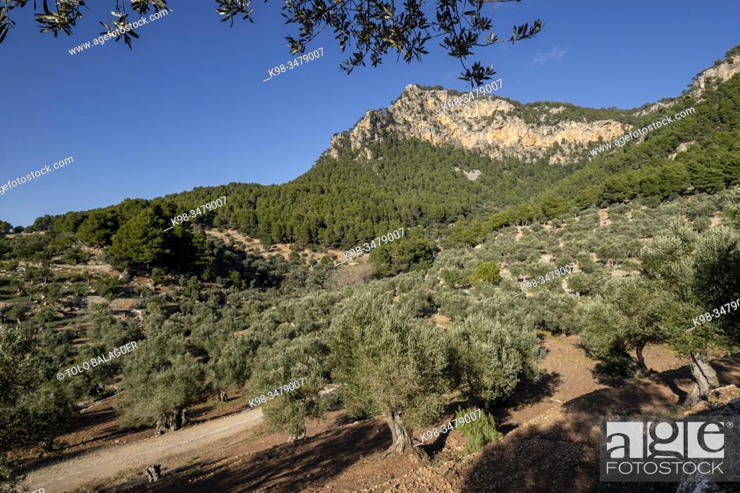 Stock Photo: olivar de Son Moragues, Valldemossa, Mallorca, Balearic Islands, Spain.