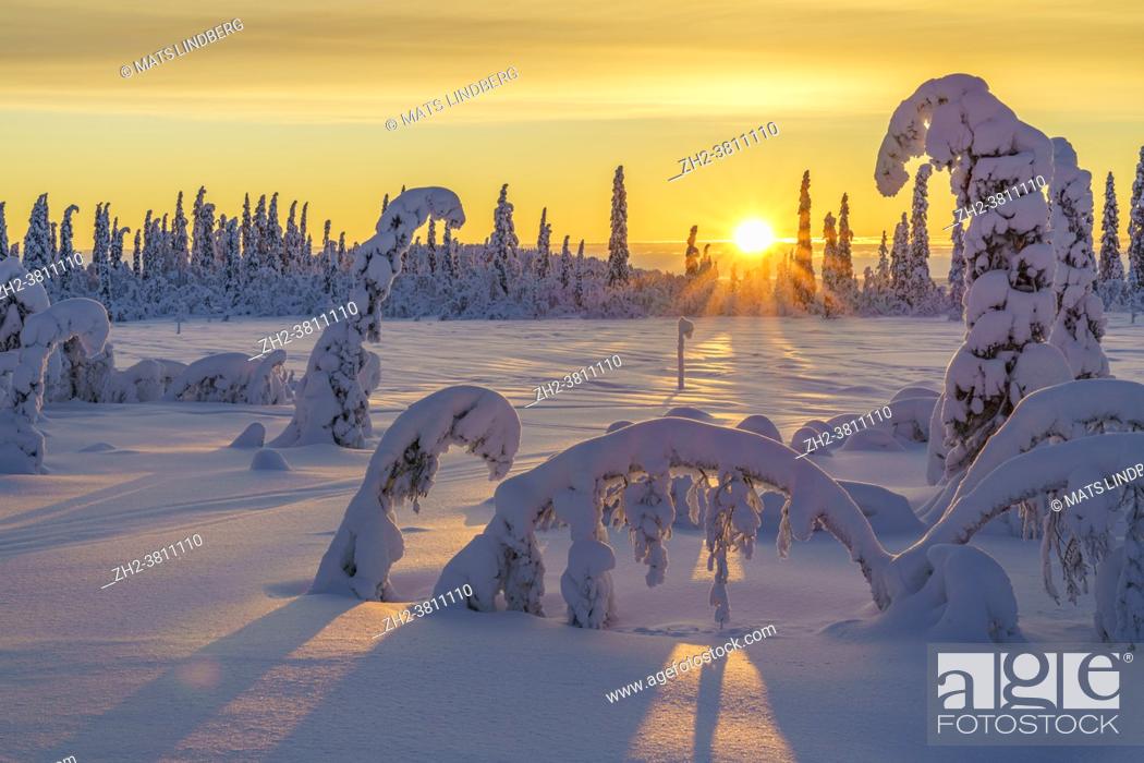 Stock Photo: Winter landscape at sunset in direct light with colorful sky and clouds, plenty of snow on the trees, Swedish Lapland, Sweden.