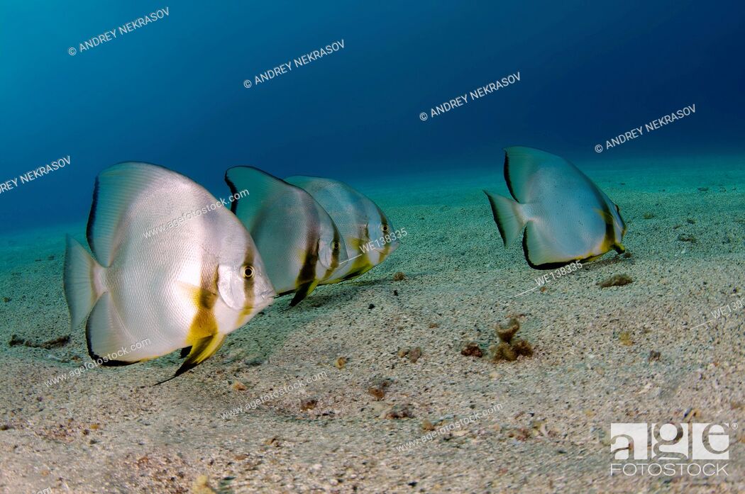 Stock Photo: Orbicular batfish, circular batfish, orbiculate batfish, round batfish, or orbic batfish (Platax orbicularis) on the sandy bottom, Red sea, Marsa Alam.
