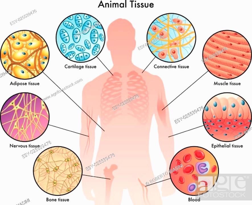 medical illustration of the various animal tissues, Stock Vector, Vector  And Low Budget Royalty Free Image. Pic. ESY-025539476 | agefotostock