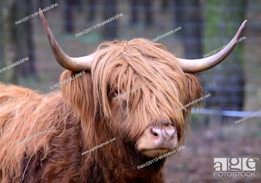 Stock Photo: 13 January 2022, Brandenburg, Baruth: A Scottish Highland cow stands in the meadow in the Johannismühle Game Park. Recently.