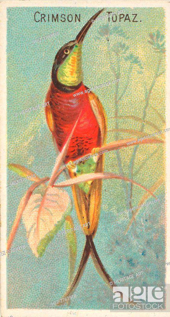Stock Photo: Crimson Topaz, from the Birds of the Tropics series (N5) for Allen & Ginter Cigarettes Bra.., 1889. Creator: Allen & Ginter.