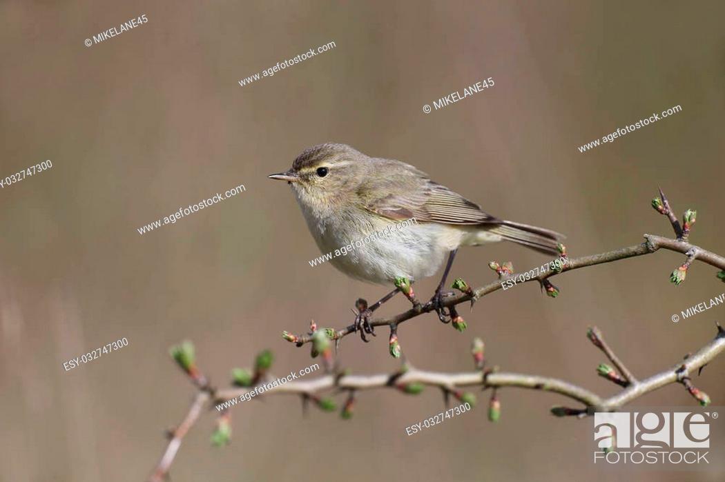 Stock Photo: Chiffchaff, Phylloscopus collybita, single bird on branch, Warwickshire, April 2015.