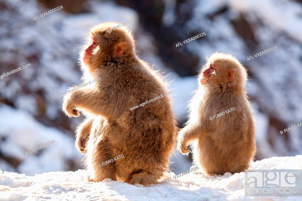 Stock Photo: Snow Monkeys.