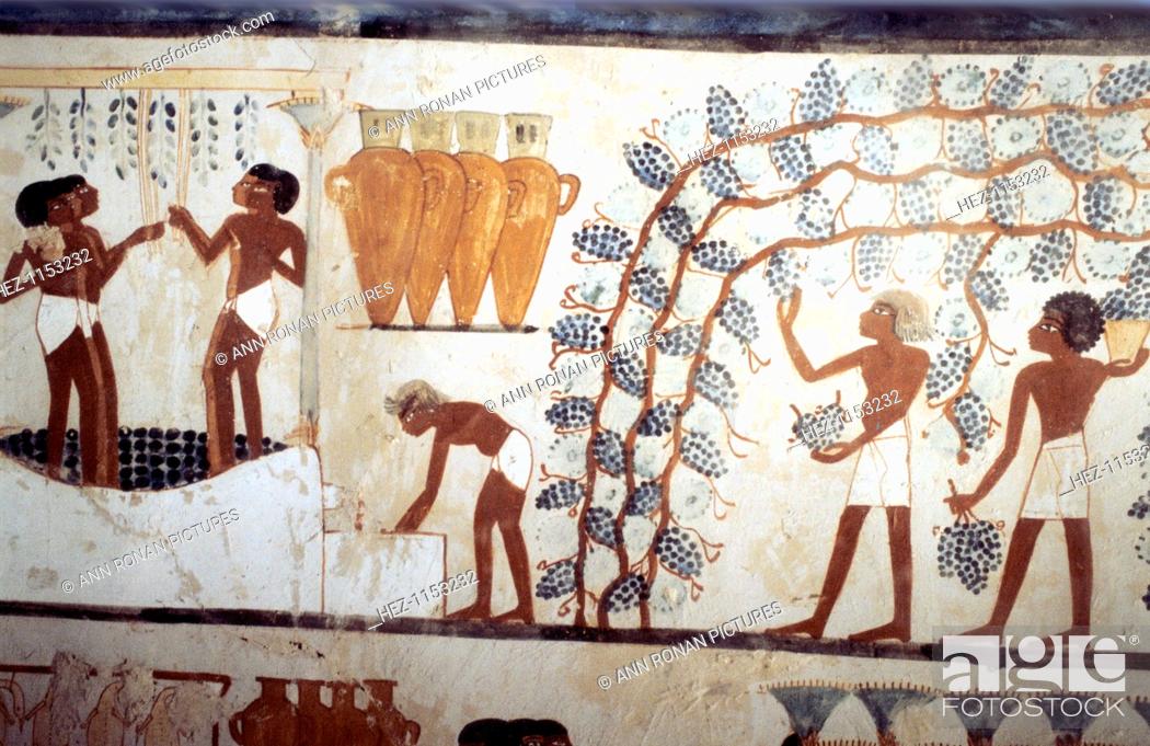 Stock Photo: Wall painting from the tomb of the scribe Menna, Thebes, Ancient Egyptian, 18th dynasty, c1419-1380 BC. Scene of the Vendage: picking grapes in a vineyard.