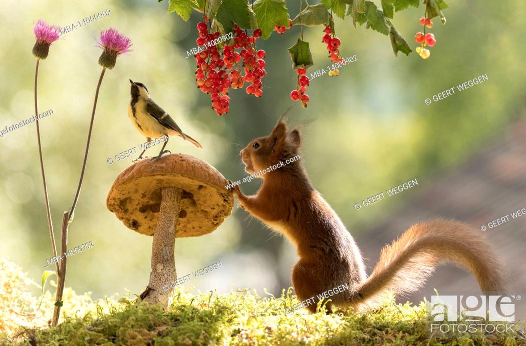 Stock Photo: red squirrel and great tit with mushroom, red currant and thistle.