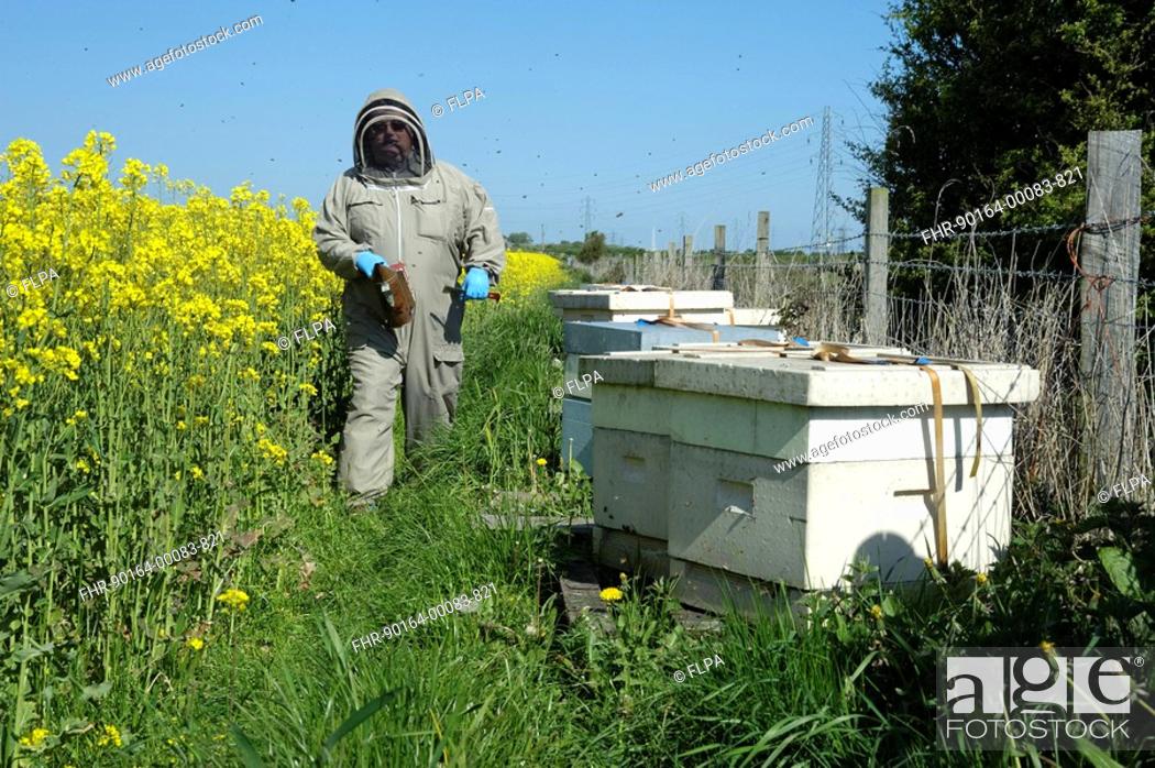 Stock Photo: Beekeeper with smoker, inspecting Western Honey Bee Apis mellifera hives, in Oilseed Rape Brassica napus crop, Lancashire, England, may.