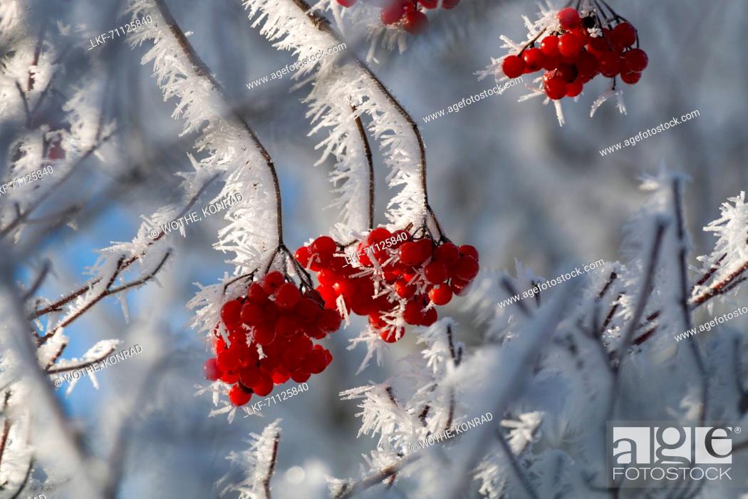 Stock Photo: Berries of Viburnum opulus with whitefrost in winter, Bavaria, Germany, Europe.