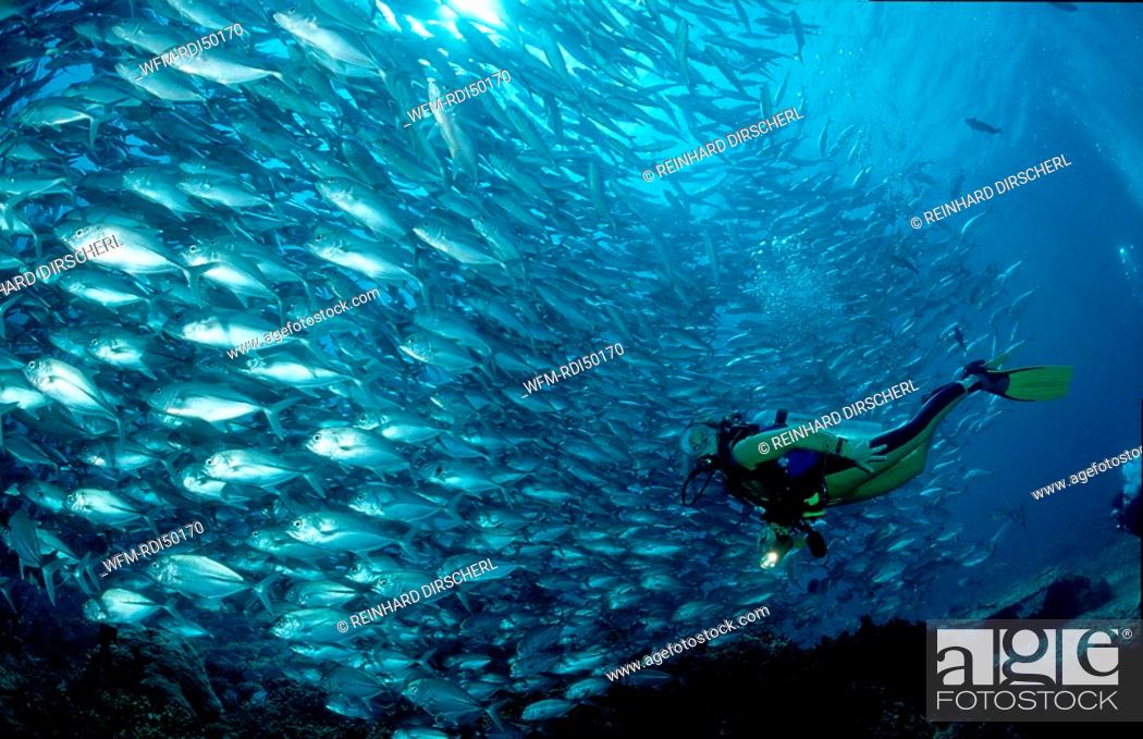 Stock Photo: Bigeye trevally and scuba diver, Caranx sexfasciatus, Indian Ocean Ari Atol Maayafushi, Maldives Island.
