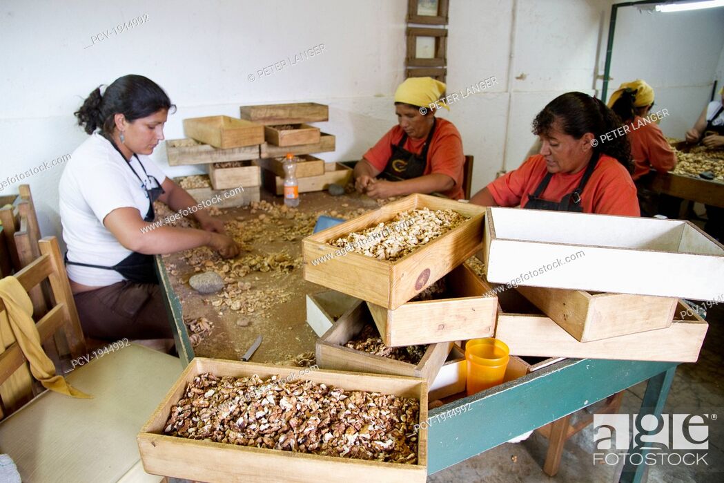 Stock Photo: Women cracking walnuts at Huayrapuca Nueces, Tinogasta, Catamarca, Argentina.