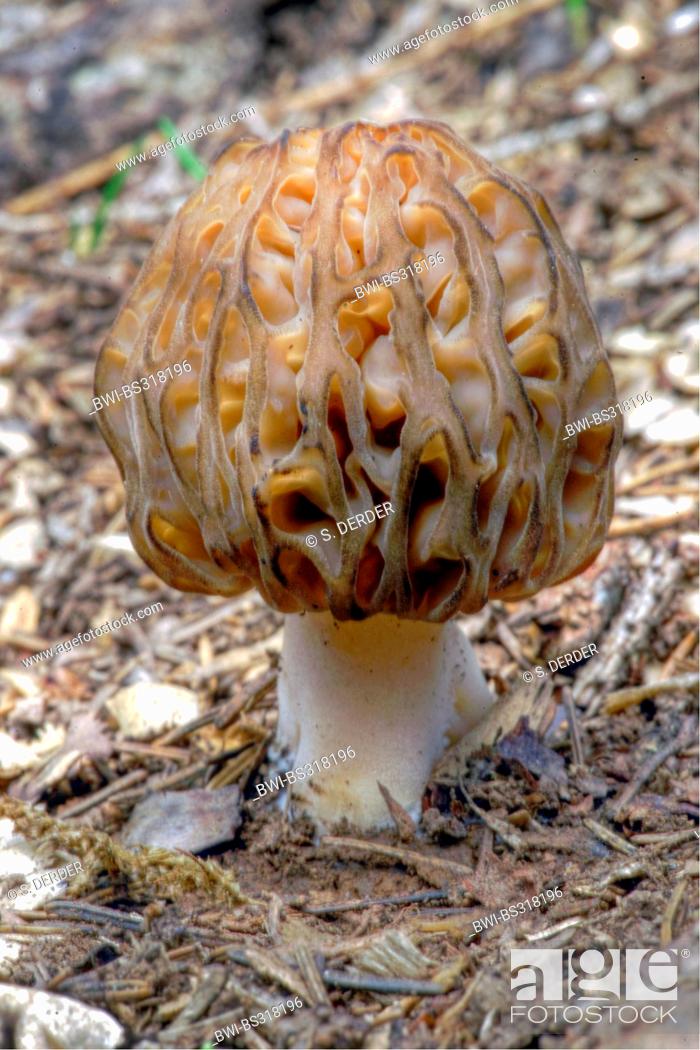 Stock Photo: morel (Morchella esculenta), on forest ground, Italy, South Tyrol.