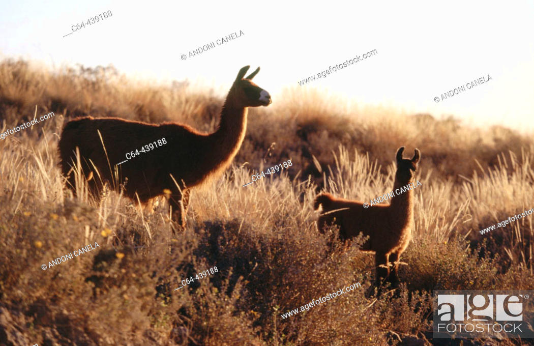 Stock Photo: Llamas (Lama glama). Colca Valley. Peru.