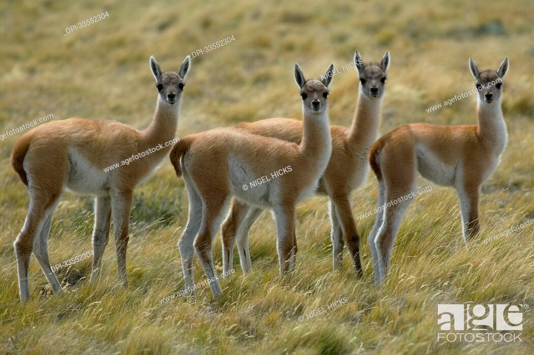 Stock Photo: Guanaco, Lama guanicoe, in Pali Aike National Park, Patagonia, Chile.; Pali Aike National Park, Punta Arenas, Patagonia, Chile.