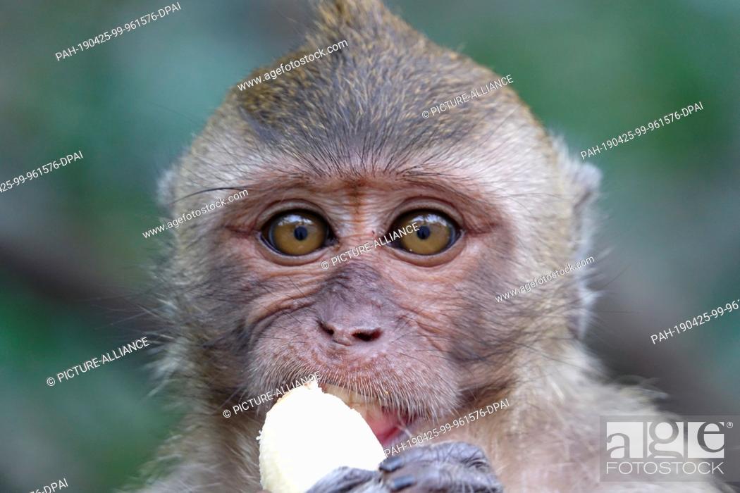 Stock Photo: 04 March 2019, Thailand, Takua Thung: A macaque monkey holds a banana at Wat Suwan Kuha, also called Wat Tham (""cave temple"").