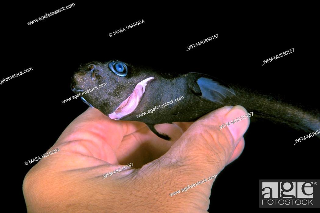 pygmy shark female the smallest shark species deep sea specimen,  Euprotomicrus bispinatus, Kona, Stock Photo, Picture And Rights Managed  Image. Pic. WFM-MUS50157 | agefotostock