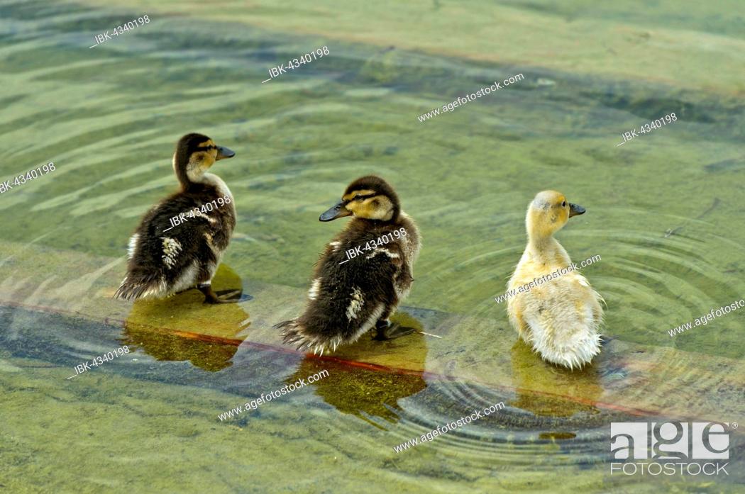 Stock Photo: Three Mallard (Anas platyrhynchos) ducklings standing in the water.