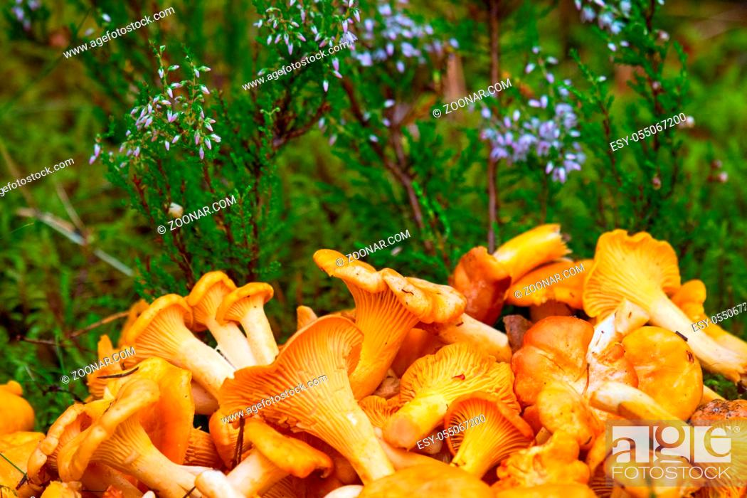 Stock Photo: Chanterelle yellow and other delicate mushrooms. lots of mushrooms collected as background.