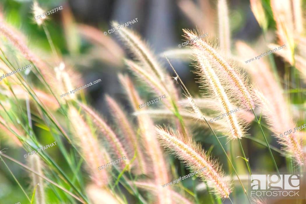 Stock Photo: Grass flower (Pennisetum).