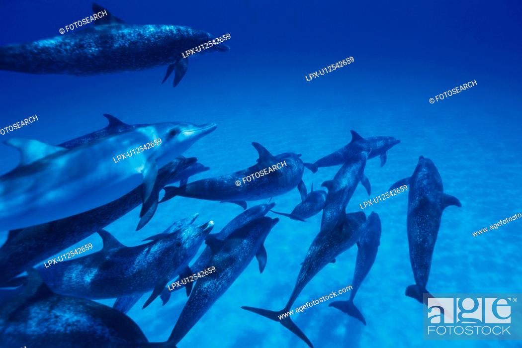Stock Photo: Large Group of Spotted Dolphins are Swimming Underwater.