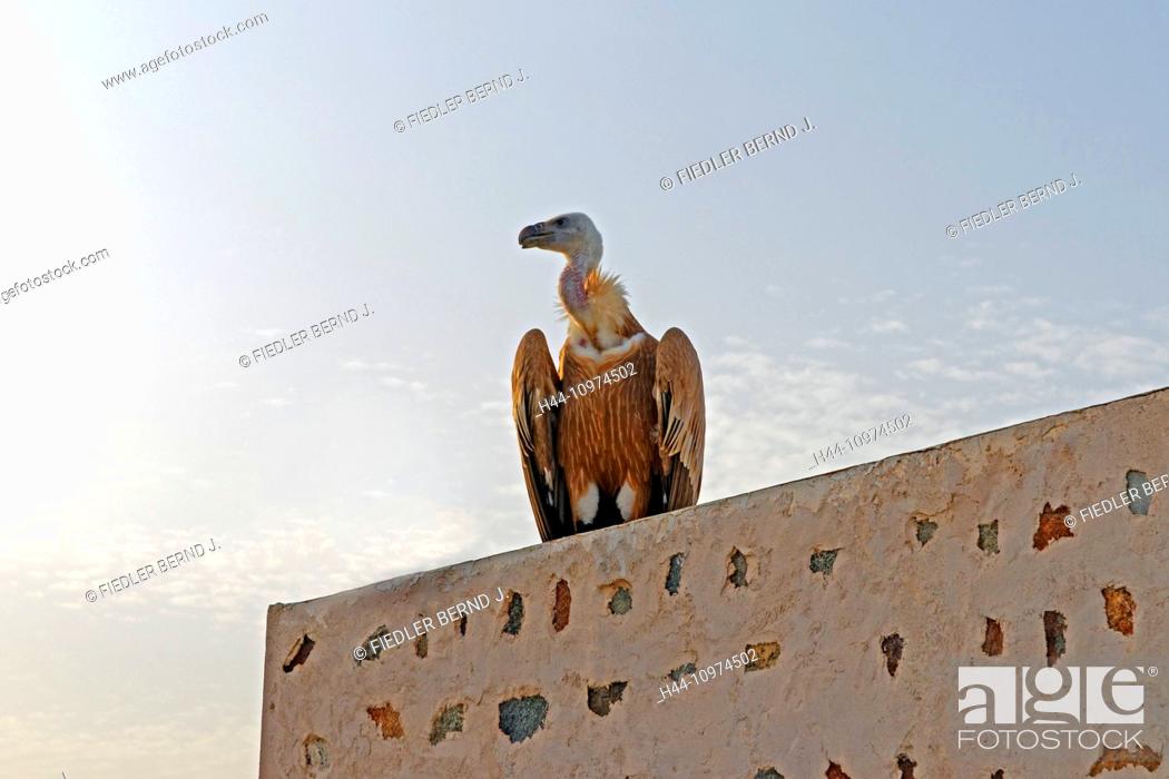 Stock Photo: Middle East, Near East, United Arab Emirates, UAE, Sharjah, Khor Kalba, Al Ghayl fort, Griffon vulture, Gyps fulvus, ornithological station, building.