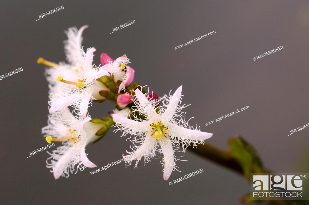 Stock Photo: Bogbean (Menyanthes trifoliata) close-up of flowers, growing in pond, Oxfordshire, England, United Kingdom, Europe.