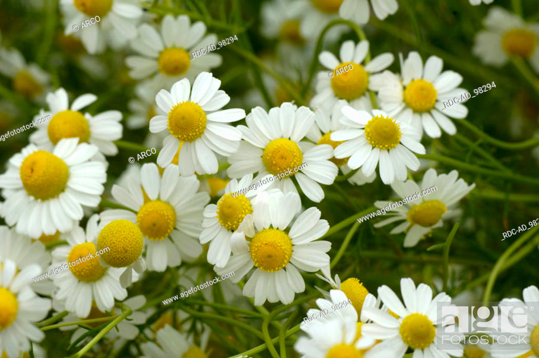 Stock Photo: Scented Mayweed Matricaria chamomilla Matricaria recutita Chamomilla recutita.