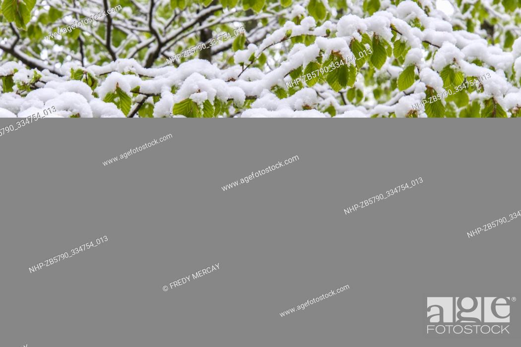Stock Photo: Late snow in spring over green foliage in a european temperate forest. Bois d'Archan, Switzerland.