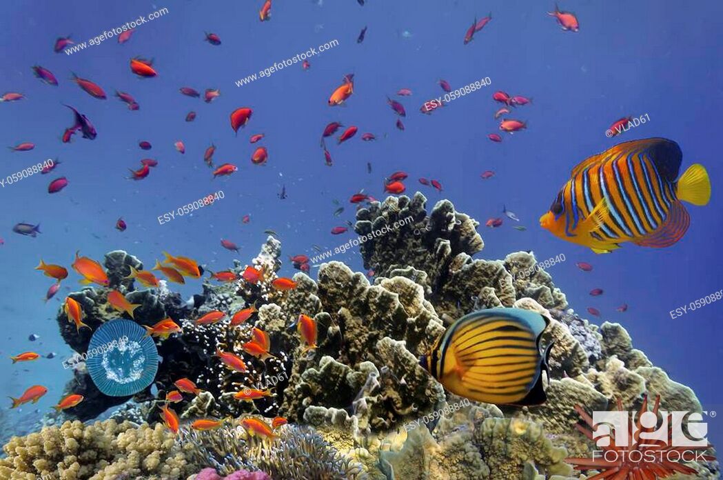 Photo de stock: ropical Fish on Coral Reef in the Red Sea.