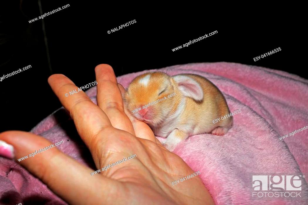 New born baby lop rabbit kit animal pet. Cute bunny lop eared kits, Stock  Photo, Photo et Image Low Budget Royalty Free. Photo ESY-041666535 |  agefotostock