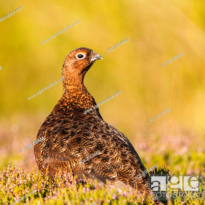 Stock Photo: A Red Grouse ( Lagopus lagopus scoticus ) a few days before the grouse shooting season begins ( the glorious 12th of August ) in moorland, Yorkshire Dales.