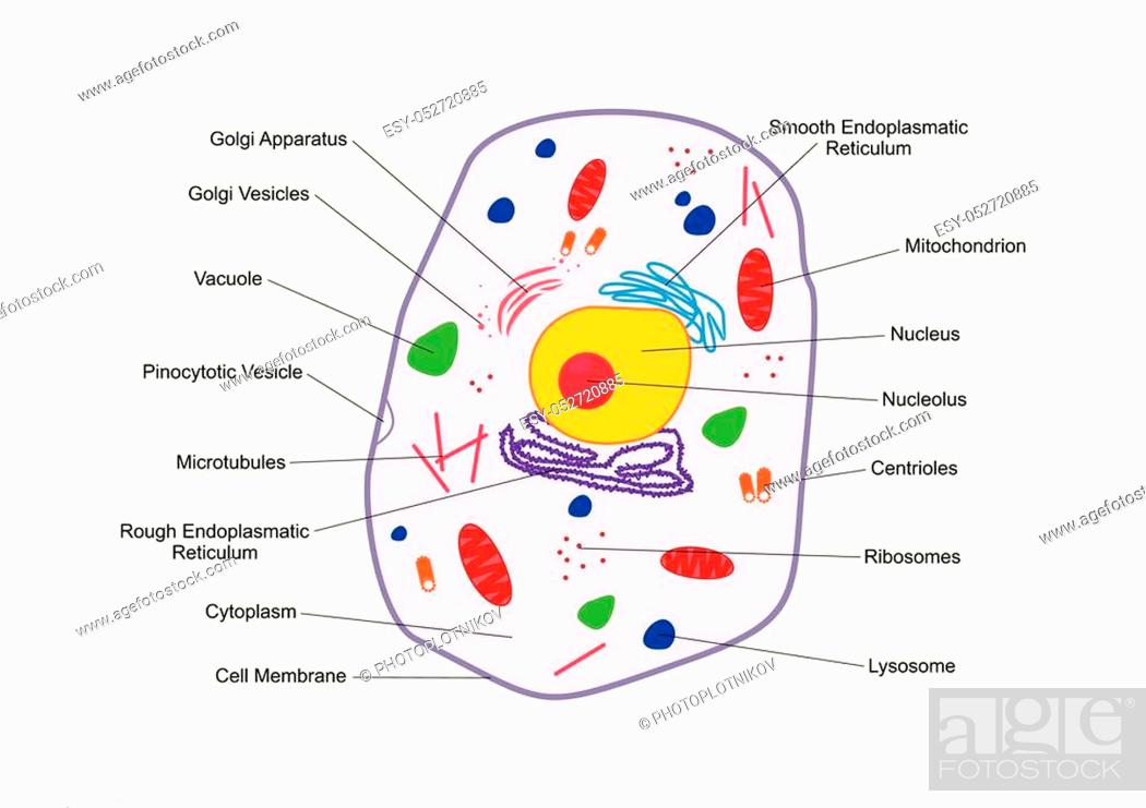 Animal Cell structure. Cross section of the cell detailed colorful anatomy  with description, Stock Vector, Vector And Low Budget Royalty Free Image.  Pic. ESY-052720885 | agefotostock